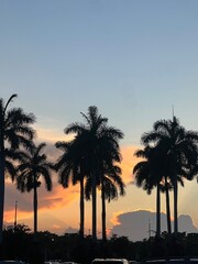 Obraz premium palm trees with the sun setting in the background