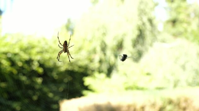 a fly caught in a spider's web