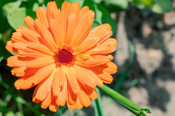 Close-up View Of a Beautiful Orange Flower Of Calendula with small spider
