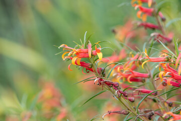 Close up of Mexican lobelia (lobelia laxiflora) flowers in bloom