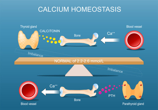 Calcium homeostasis. Calcium balance and Bone mineralization