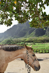 Horse Grazing under Tree with Mountain Backdrop