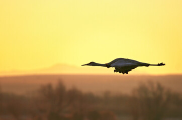 Sandhill Crane (Grus canadensis)
