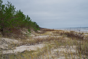 Vegetation dunes next to Baltic Sea. View of dune hillocks and small pine trees