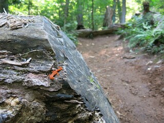 Adirondack Eastern Red Eft Salamander Amphibian Newt on Hiking Trail in New York State