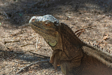ography of beautiful iguanas in the middle of nature with a challenging look