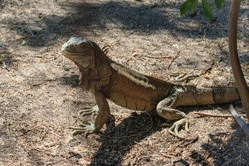 ography of beautiful iguanas in the middle of nature with a challenging look