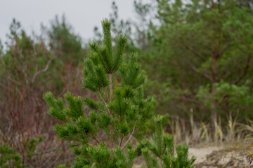 Small very green and young pine tree spruce in Latvian Baltic Sea shore dunes