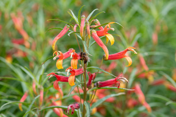 Close up of Mexican lobelia (lobelia laxiflora) flowers in bloom