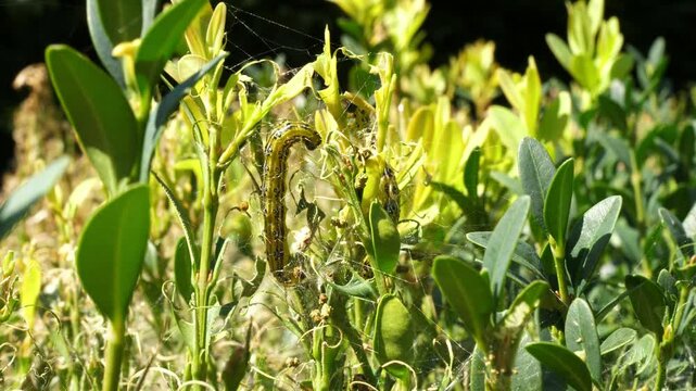 boxwood bush eaten by boxwood moth caterpillars