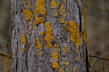 orange moss growing on pine trees close up