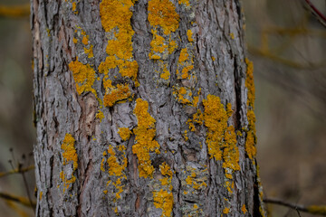 orange moss growing on pine trees close up