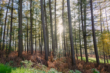 Obraz premium Das Bild zeigt eine malerische Waldlandschaft, in der hohe, majestätische Bäume in verschiedenen Grüntönen emporragen. 