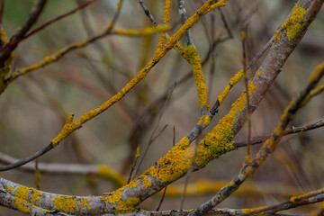 Yellow and green moss layer on wood branch in cold forest
