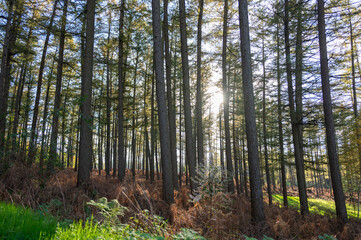 Fototapeta premium Das Bild zeigt eine malerische Waldlandschaft, in der hohe, majestätische Bäume in verschiedenen Grüntönen emporragen. 
