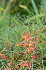 Close up of Mexican lobelia (lobelia laxiflora) flowers in bloom