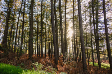 Das Bild zeigt eine malerische Waldlandschaft, in der hohe, majestätische Bäume in verschiedenen Grüntönen emporragen. 