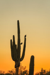 Sunsrt in the Sonoran Desert