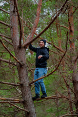 Fototapeta premium Man in casual clothing jeans and black hoodie, climbing a high pine tree as leisure activity in stroll in woods having fun