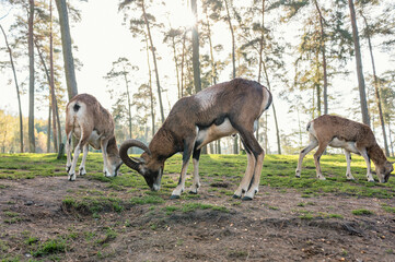 Das Bild zeigt eine idyllische Szene in einem Wild-Tierpark, in dem mehrere Rehe friedlich auf einer grünen Wiese grasen. 