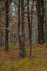 Deep pine tree forest in national park in Latvia Baltic States in colder autumn time of green forest trees