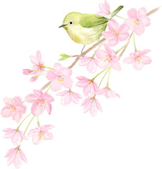 桜の枝にとまるメジロの水彩イラスト