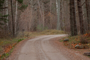 Empty forest gravel road in pine forest in Mazirbe, Latvia. October 2024. Empty road with no cars or people.