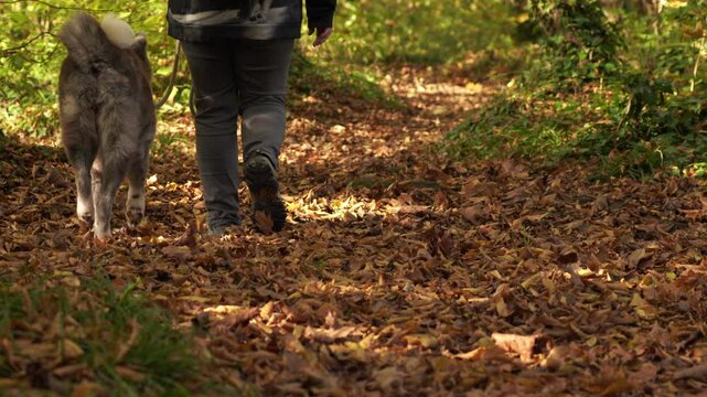 plan fixe d'une chienne et sa maitresse marchant sur un chemin plein de feuilles tomb&eacute;es, l'automne qui s'annon&ccedil;ant