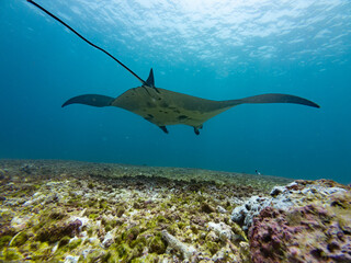 Manta Ray Swimming at Makassar Reef, also called Manta Point at Komodo National Park in Flores, Indonesia