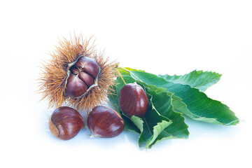 Chestnuts with leaves isolated on a white background

