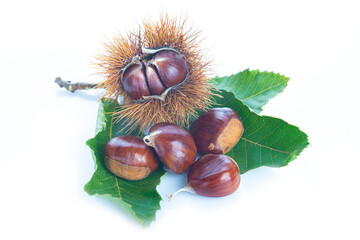 Chestnuts with leaves isolated on a white background
