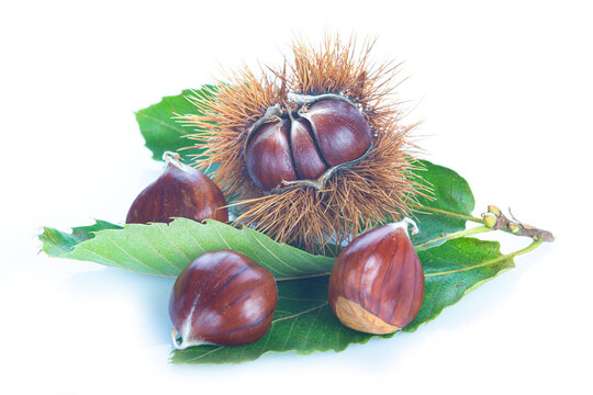 Chestnuts with leaves isolated on a white background

