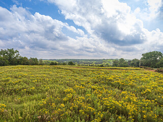 field of yellow flowers
