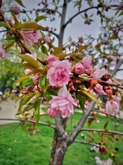 Japanese cherry pink flowers