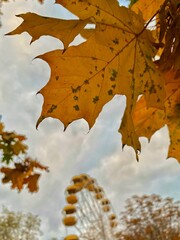Ferris wheel surrounded with autumn trees 