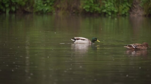 plan fixe d'un plan d'eau, jour de pluie, avec des canards passant sous l'objectif, cela fait une tr&egrave;s belle transition pour montage vid&eacute;o, reportage animalier