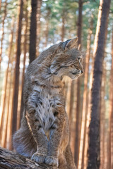 photography of lynxes in the middle of nature with a defiant look
