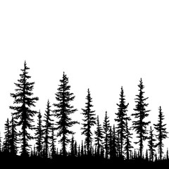 Pine forest silhouette featuring diverse tree sizes in the wilderness.