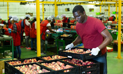 Confident african american loader carrying box with fresh peaches at the sorting and packaging...