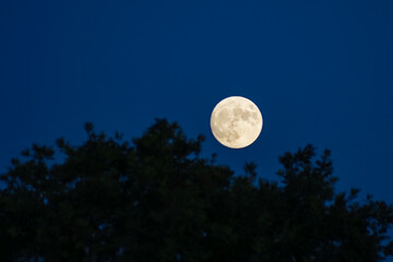 Natural Full sturgeon moon on the night sky with back silhouette trees