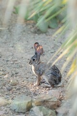 Closeup of a jackrabbit at the Desert Botanical Garden in Phoenix, Arizona