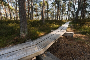 Wooden hiking trail through a pine forest. Estonian nature on a summer day.