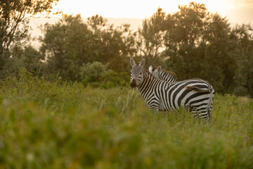 Steppenzebras in Kenia