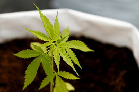 Young Cannabis plant