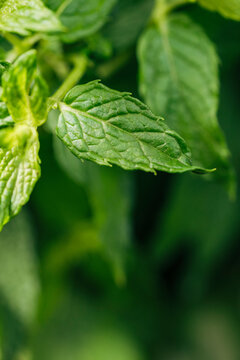 Fresh mint herb leaves