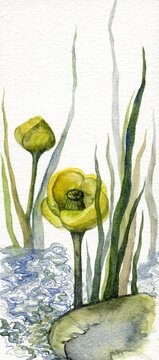 Yellow water lily