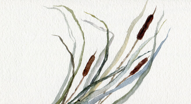 Watercolour Reeds Watercolor+Reeds-Bilder: Stock-Fotos & -Videos. | Adobe Stock