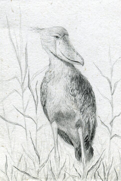 Shoebill sketch
