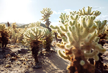 Cholla Garden, Joshua Tree
