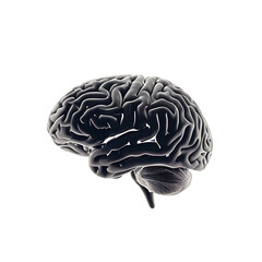 Realistic black and white rendering of a human brain showing intricate neural structures against a plain background. Image on a transparent background, png.